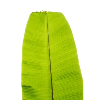  Paper Banana Leaf